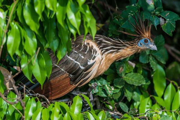Circuit Au Coeur du Pays Inca & extension Amazonie pas cher photo 35