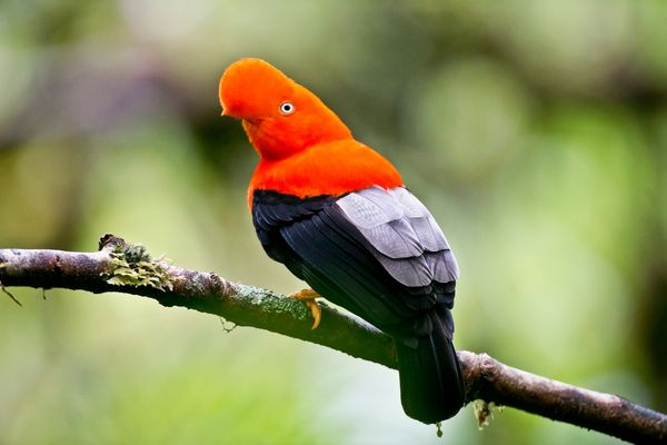 Circuit Au Coeur du Pays Inca & extension Amazonie pas cher photo 1