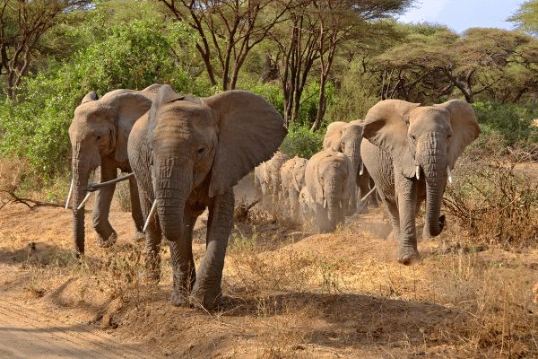 Circuit Des Pistes du Nord aux Plages de Zanzibar pas cher photo 17