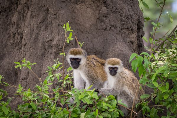 Circuit Tanzanie Insolite pas cher photo 7