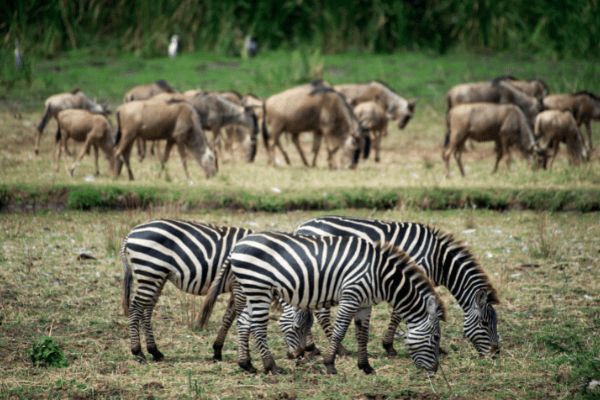 Circuit Tanzanie Insolite pas cher photo 14