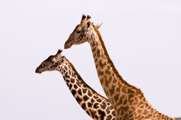 Circuit Tanzanie Insolite pas cher photo 16