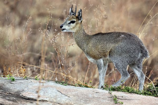 Circuit Tanzanie Insolite pas cher photo 18