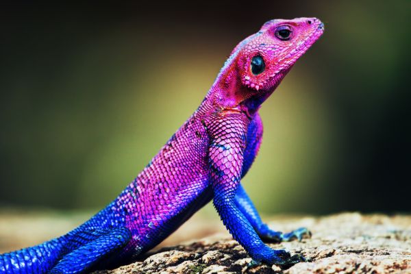 Circuit Tanzanie Insolite pas cher photo 20