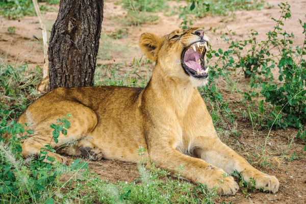 Circuit Tanzanie Insolite pas cher photo 23