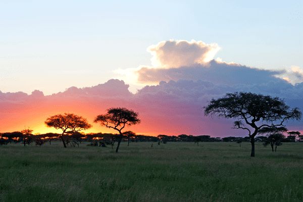 Circuit Safari Magnifique et Plage de Zanzibar 5* en Privatif pas cher photo 9