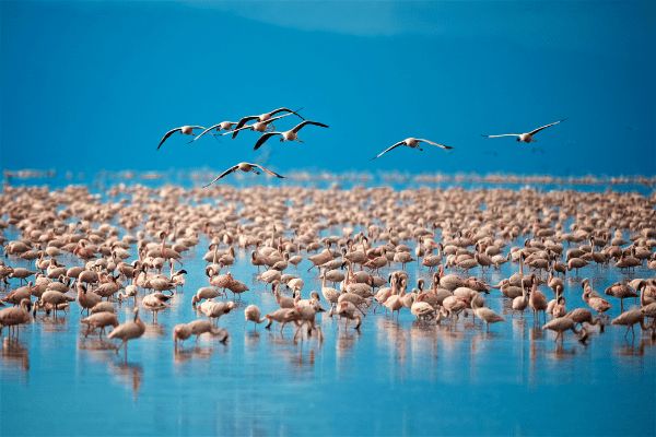 Circuit Safari Magnifique et Plage de Zanzibar 5* en Privatif pas cher photo 10