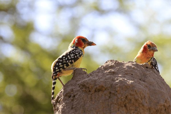 Circuit Safari Magnifique et Plage de Zanzibar 5* en Privatif pas cher photo 11