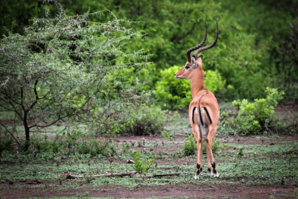 Circuit Safari Magnifique et Plage de Zanzibar 5* en Privatif pas cher photo 13