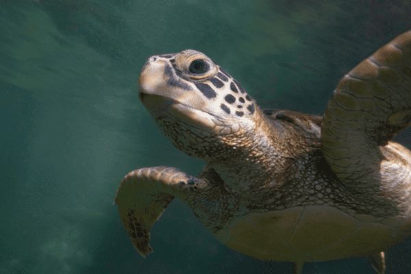 Circuit Safari Magnifique et Plage de Zanzibar 5* en Privatif pas cher photo 21