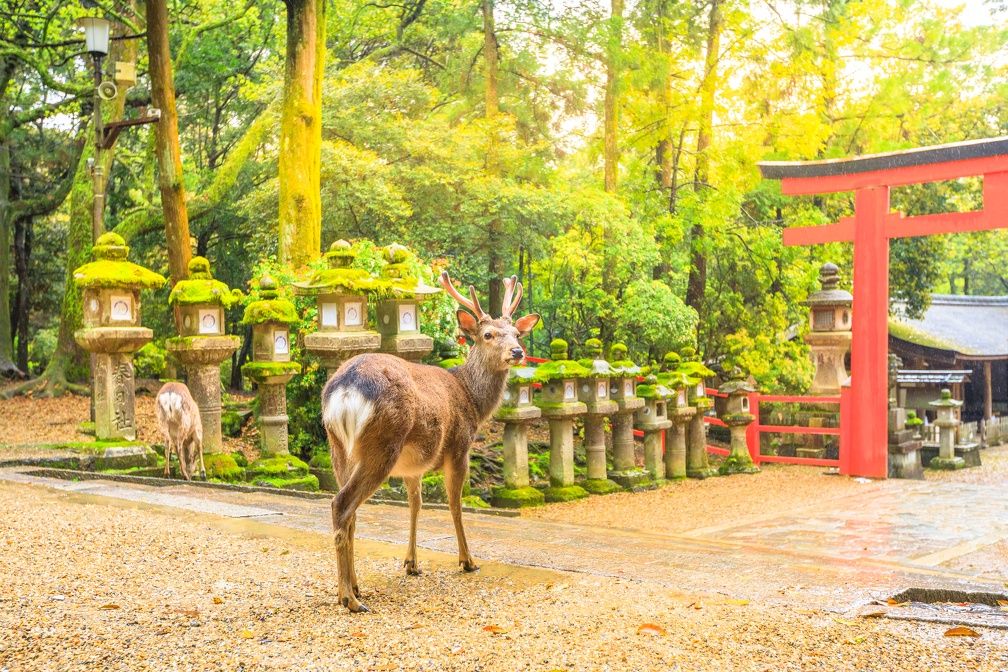 Circuit individuel : Japon Incontournable avec activités 3* ou 4* pas cher photo 11