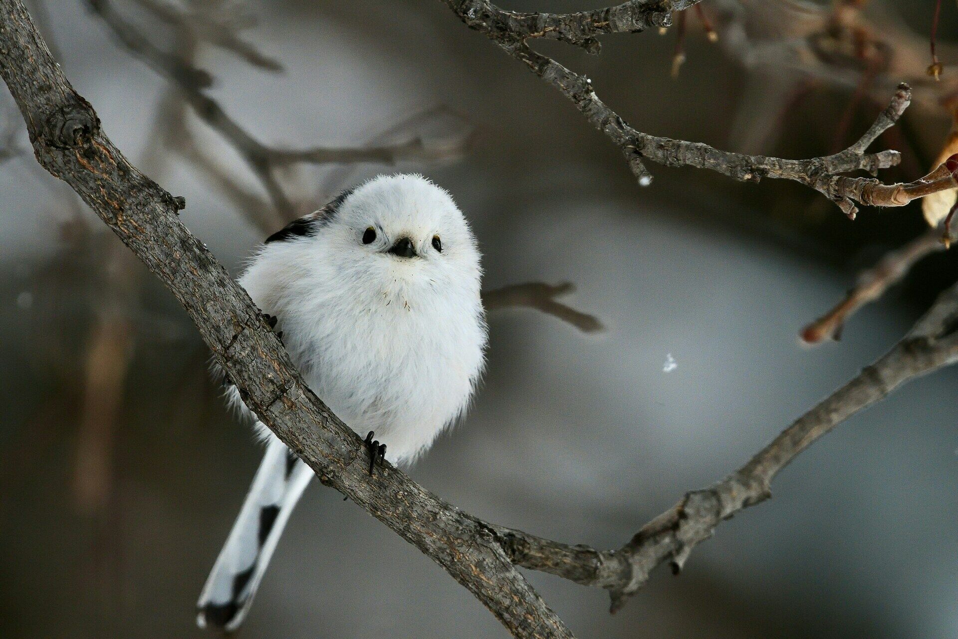 Circuit A la Découverte d'Hokkaido 3* pas cher photo 16