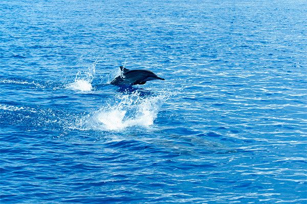 Club Framissima Evasion Canareef Resort 4* pas cher photo 31