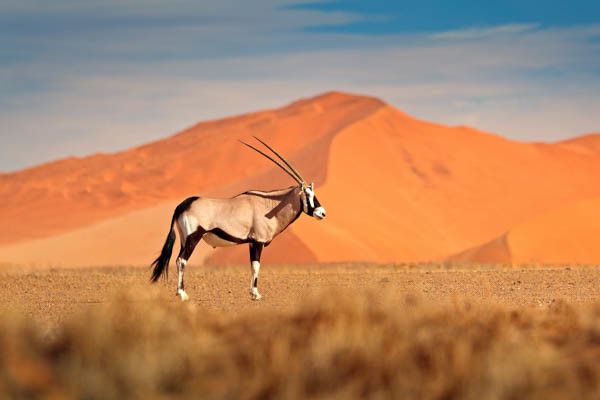 Autotour La Namibie Sauvage 3* pas cher photo 2