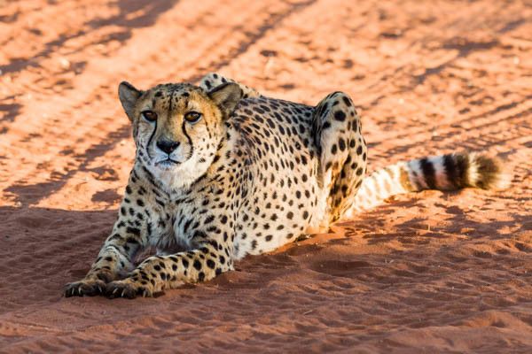 Autotour La Namibie Sauvage 3* pas cher photo 19