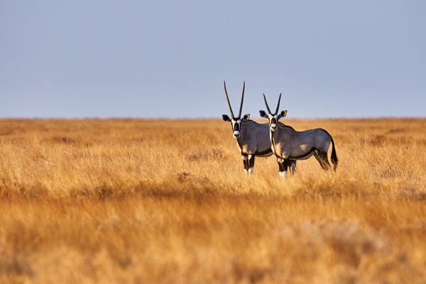 Autotour La Namibie Sauvage 3* pas cher photo 26