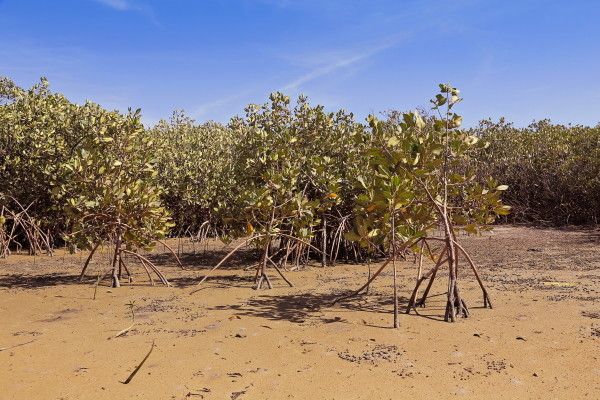Circuit Les Oasis du Sénégal pas cher photo 8