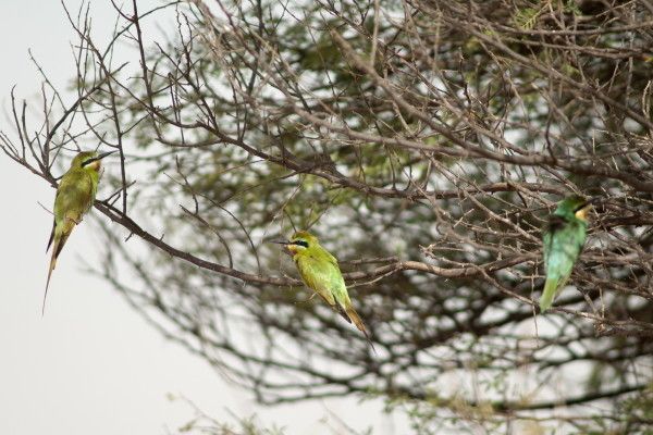 Circuit Les Oasis du Sénégal pas cher photo 20