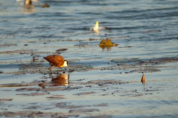 Circuit Les Oasis du Sénégal pas cher photo 22