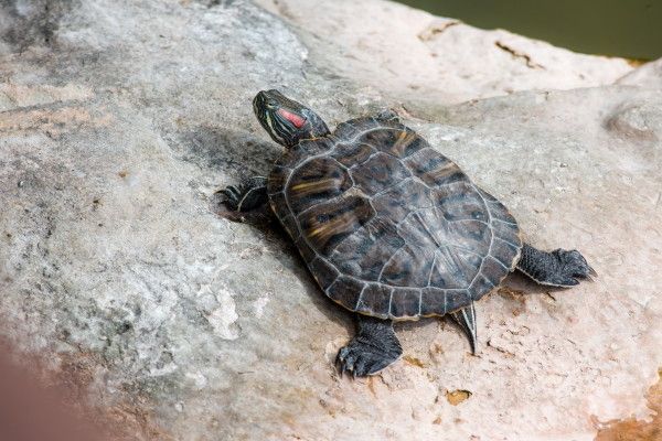 Circuit Les Oasis du Sénégal pas cher photo 25