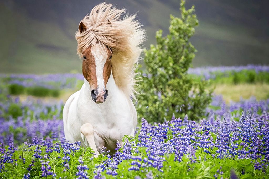 City Break A la recherche du soleil de minuit 3* pas cher photo 9