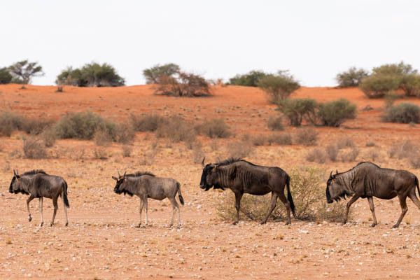 Autotour La Namibie Sauvage premium 4* pas cher photo 13