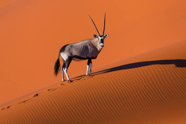 Autotour La Namibie Sauvage premium 4* pas cher photo 16