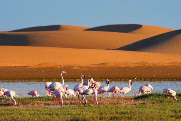 Autotour La Namibie Sauvage premium 4* pas cher photo 29