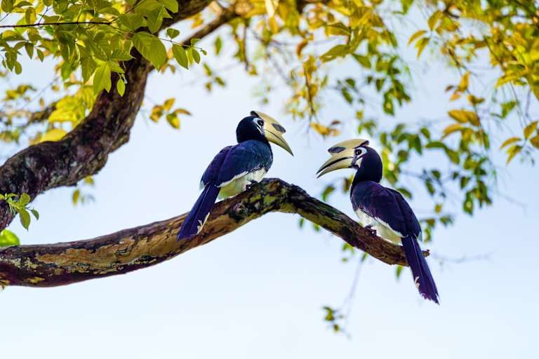 Combiné Iles et plages d'Andaman: Phuket, Koh Yao et Krabi 4* et 5* pas cher photo 12