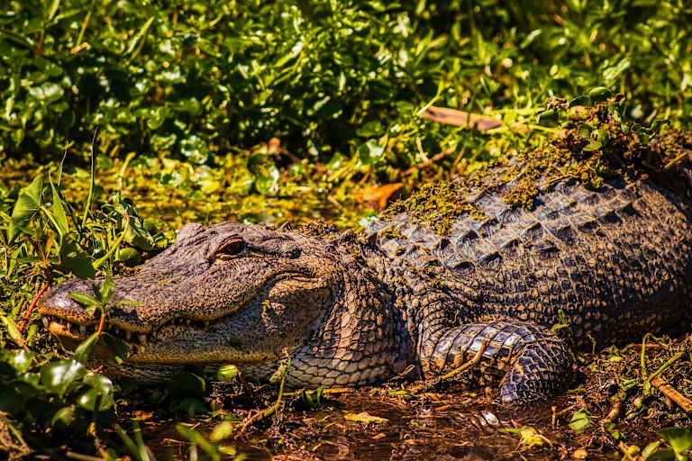 Autotour A la Découverte de la Louisiane au volant 3* pas cher photo 15