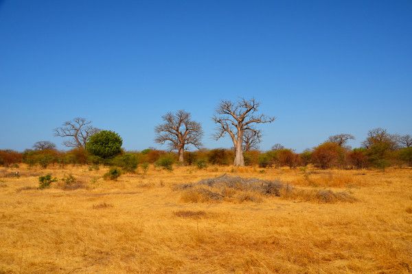 Circuit Racines et Plages du Sénégal, logement au Jumbo Yuma Lodge 3* pas cher photo 11