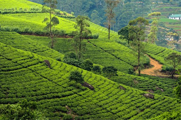 Circuit L'essentiel du Sri Lanka et plage de Kalutara pas cher photo 8