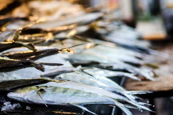 Circuit L'essentiel du Sri Lanka et plage de Kalutara pas cher photo 15