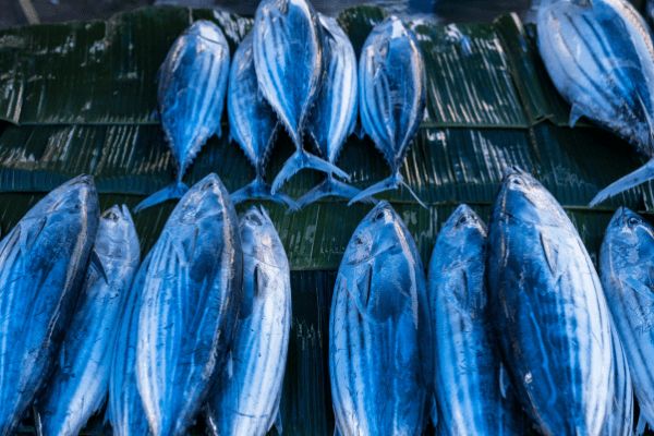 Circuit L'essentiel du Sri Lanka et plage de Beruwela pas cher photo 17