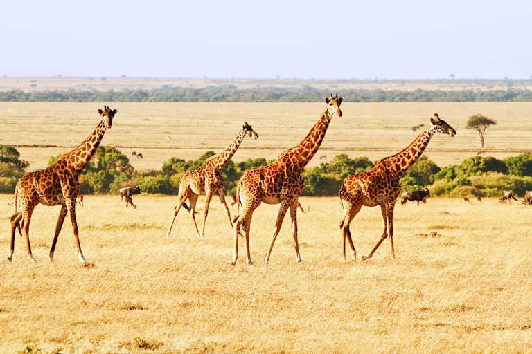 Safari au Masai Mara et extension à Watamu Beach 3* pas cher photo 8