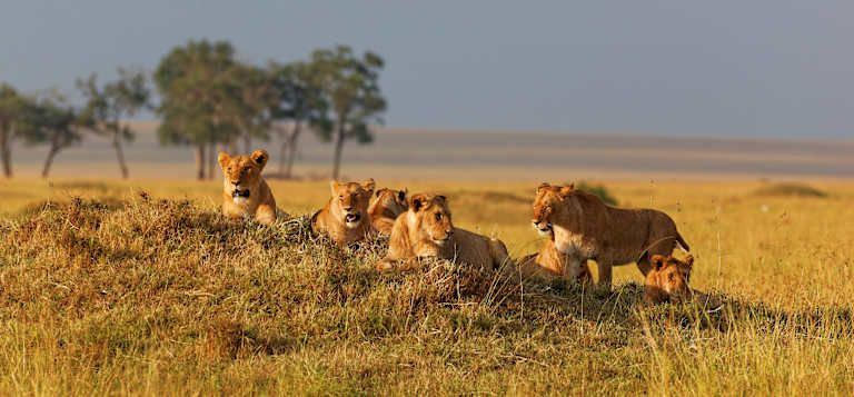 Safari au Masai Mara et extension à Watamu Beach 3* pas cher photo 10