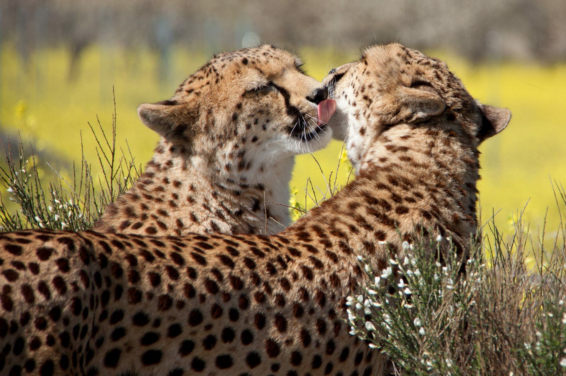 Sur la route : Cape Town & Safaris - 9J/6N pas cher photo 1
