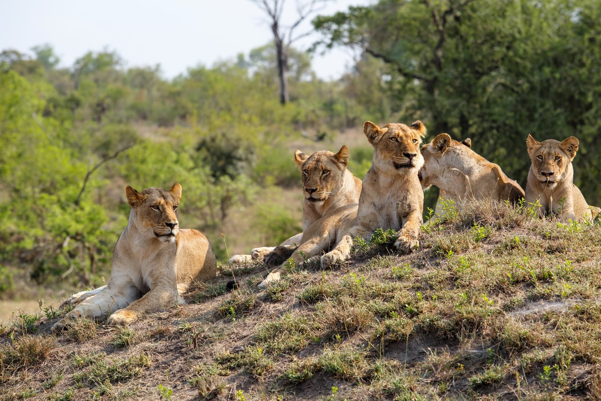 Sur la route : Cape Town & Safaris - 9J/6N pas cher photo 6