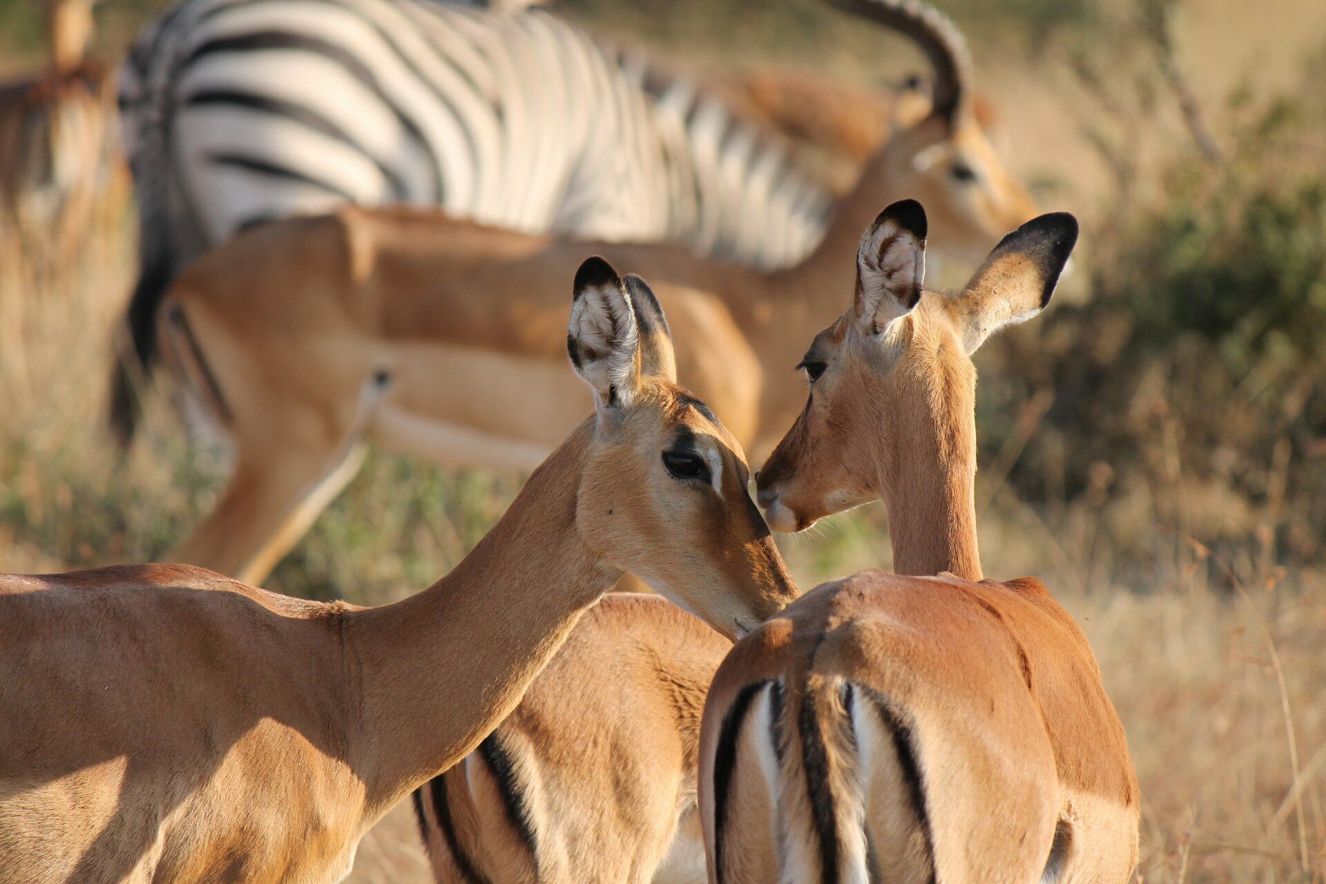 Sur la route : Cape Town & Safaris - 9J/6N pas cher photo 7