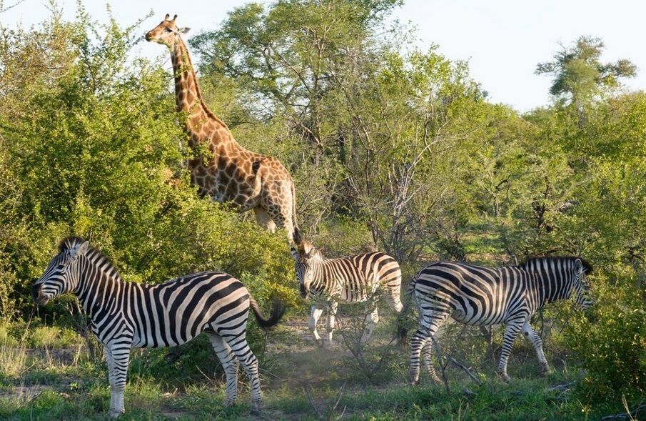 Safari Dream 2026 - 10J/7N 3* OFFRE SPÉCIALE 3* pas cher photo 1