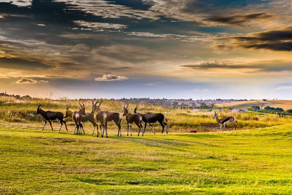Safari Dream, Chutes Victoria et Parc Chobe 2026 - 14J/11N 2*OFFRE SPÉCIALE 2* pas cher photo 2