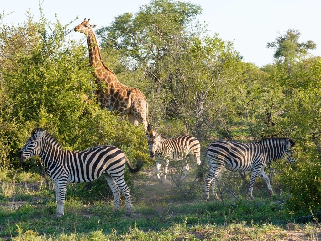 Safari Dream, Chutes Victoria et Parc Chobe 2026 - 14J/11N 2*OFFRE SPÉCIALE 2* pas cher photo 4