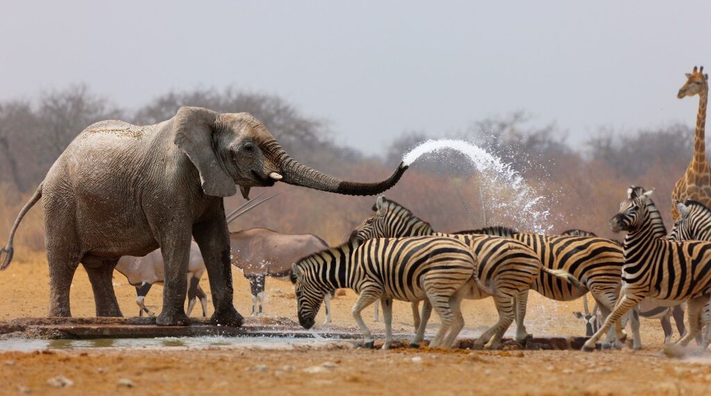 Safari Dream, Chutes Victoria et Parc Chobe 2026 - 14J/11N 2*OFFRE SPÉCIALE 2* pas cher photo 8