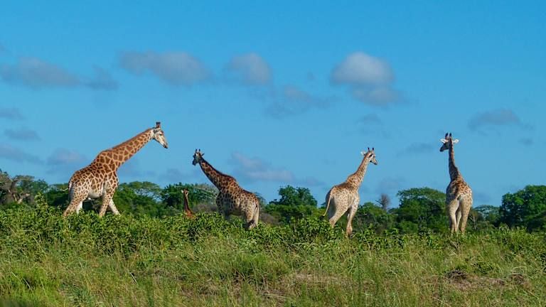 Patchwork Sud Africain - 4* pas cher photo 16