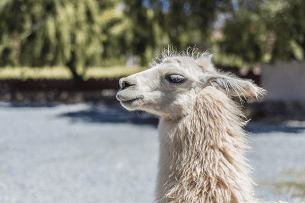 Circuit Grand Tour Argentin, Terre de Feu, les Andes et Iguazu 2*Nouveauté 2026 2* pas cher photo 16