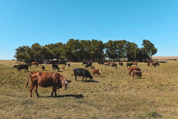 Circuit Grand Tour Argentin, Terre de Feu, les Andes et Iguazu 2*Nouveauté 2026 2* pas cher photo 21