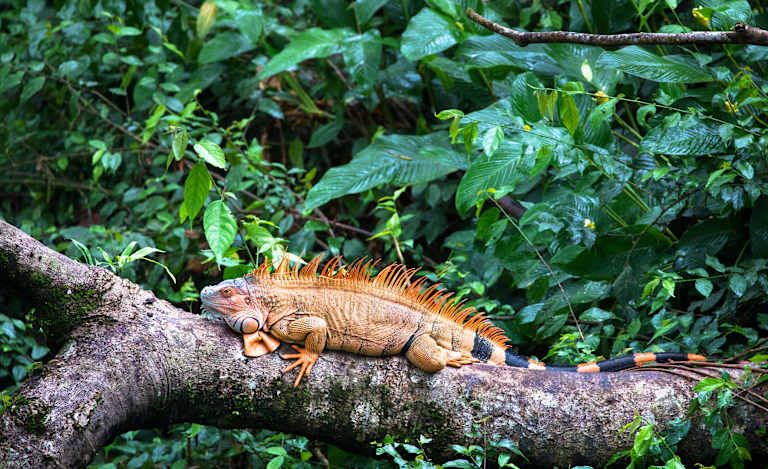 Circuit Joyaux de la Forêt Tropicale 3*-4*-5* pas cher photo 12