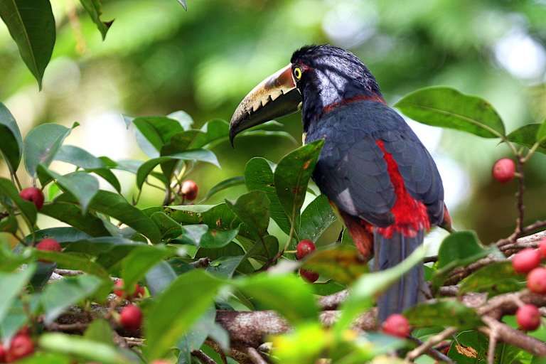 Autotour Au Coeur de la Nature : Jungle, Plages et Volcans 3* pas cher photo 9
