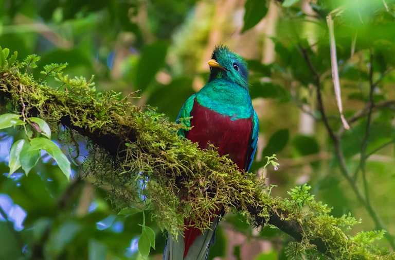 Autotour Au Coeur de la Nature : Jungle, Plages et Volcans 3* pas cher photo 13