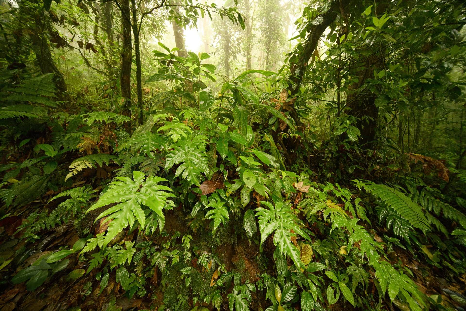 Circuit Costa Rica authentique : trek entre forêts et volcans pas cher photo 4